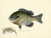 Sunfish - Bluegill